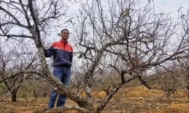 Anh Hồ Việt Hoa bên những gốc đào Nhật Tân trên núi