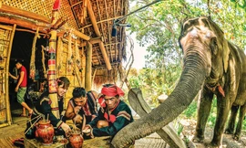 Voi vươn vòi tìm thức ăn trong lễ cúng sức khỏe cho voi. Ảnh: Duy Thương