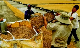 Nông dân trồng cà phê đang bị ảnh hưởng bởi vấn nạn sản xuất cà phê 