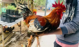 Gà 9 cựa đang được bảo tồn