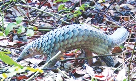 Rừng U Minh Hạ có nhiều loài động vật như nai, heo rừng, khỉ, chồn trăn, rắn, rùa, trúc (tê tê)… sinh sống dưới tán rừng