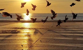 Bầy chim câu bên biển Đà Nẵng 7 ngày phong tỏa. Ảnh: Tr.T