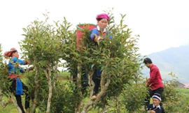 Gia đình chị Trần Thị Mai làm giàu từ cây chè