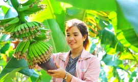 Vườn chuối Laba ở Đạ K’Nàng