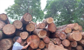 Những cây gỗ lớn bị đốn hạ