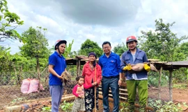 Anh Lê Trọng Phúc - Bí thư Huyện Đoàn Đức Cơ đưa các cặp heo giống tới gia đình các em học sinh