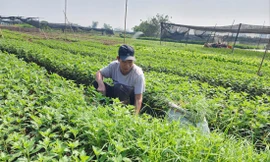 Người trồng hoa Tây Tựu (Hà Nội) chuẩn bị cho vụ hoa Tết năm nay