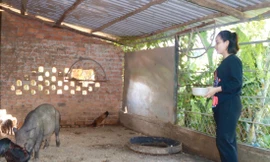 Chị Quỳnh có thu nhập ổn định từ mô hình nuôi heo rừng lai bán hoang dã