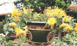 Hoàng Long Trảo có nguồn gốc từ cung đình Huế