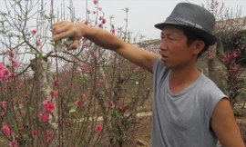 Chăm sóc đào thế Nhật Tân