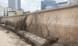 Xác đào trơ trọi trên đoạn vỉa hè gần chợ hoa Quảng Bá