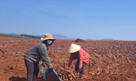 Khu vực đất có lô cao su gần trụ sở UBND xã Hneng (huyện Đak Đoa, tỉnh Gia Lai) được cho là đã bị khai thác trước khi đấu giá