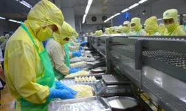 Việc Mỹ áp thuế 46% sẽ ảnh hưởng nghiêm trọng đến ngành sản xuất, chế biến, xuất khẩu thủy sản, đặc biệt là ngành tôm của tỉnh Cà Mau