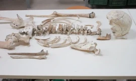 Bộ hài cốt của người đàn ông