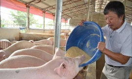 Với mức giá như hiện nay, người chăn nuôi hầu như không có lãi