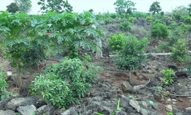 Vườn cây ăn trái trồng trên đá bazan