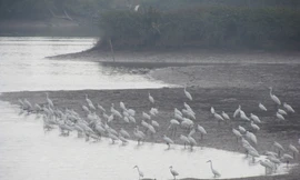 Chim di cư về VQG