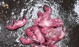 Kinh hoàng đặc sản lẩu chuột bao tử