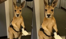 Video con kangaroo có vé nhưng bị cấm bay viral khắp cõi mạng, thực hư ra sao?