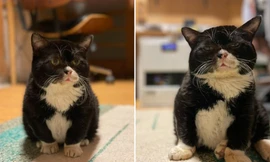 Sở hữu gương mặt “quạu”, chú mèo này khiến “đội quân” yêu mèo phát cuồng