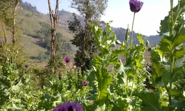 Hoa anh túc ở núi rừng Tri Lễ huyện Quế Phong