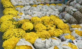 Đìu hiu chợ hoa kiểng Tết