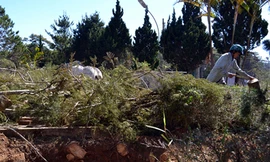 Cây phượng tím cổ thụ bị đào mất gốc