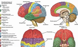 Siêu máy tính 'não người'
