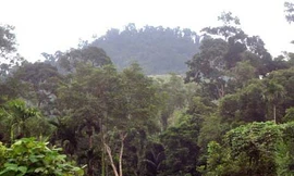 Bé gái năm tuổi đi lạc chết đói giữa rừng