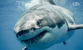 Bất thường cá mập trắng lớn dạt vào bãi biển Nam Carolina 