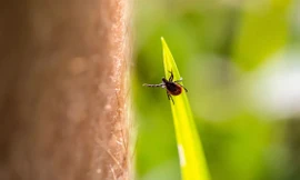 Ký sinh trùng bọ ve gây bệnh chết người đang lan rộng ở Mỹ 