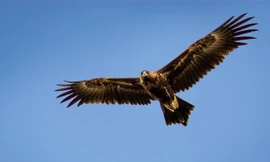 Phát hiện bất ngờ về một loại đại bàng đã tuyệt chủng có sải cánh dài 3m