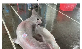 Bắt được cá mập yêu tinh 'khủng' đang mang thai 6 con