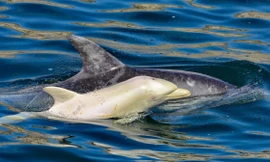 Lần đầu tiên phát hiện cá heo bạch tạng cực hiếm ở châu Phi 