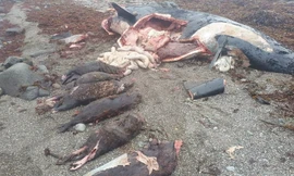 Bí ẩn về cái chết của con cá voi nuốt chửng 7 con rái cá biển 