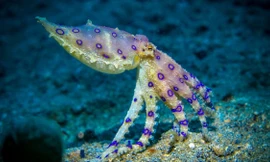 Bạch tuộc đốm xanh, một trong những loài có nọc độc nhất trên Trái đất