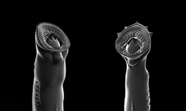 Khai quật được loài 'ăn thịt sống' cách đây 160 triệu năm 