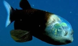 Kẻ lập dị dưới biển sâu với đôi mắt xoay tròn và cái đầu trong suốt 
