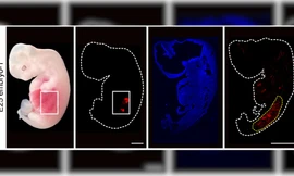 Lần đầu tiên các nhà khoa học nuôi cấy thận người bên trong phôi lợn 