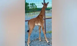 Hươu cao cổ 'hiếm nhất thế giới' sinh ra không có đốm 