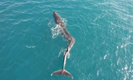 Đoạn phim đau lòng cho thấy cá voi bị gãy lưng nghiêm trọng đang cố gắng bơi