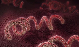 Mỹ báo động về bệnh giang mai tăng mạnh nhất trong vòng 70 năm qua 