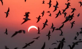 10 điều kỳ lạ xảy ra trong quá trình nhật thực 