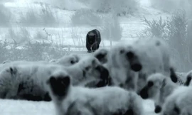 Cảnh quay hiếm có: Chó cứu đàn cừu khỏi cuộc tấn công của báo sư tử 