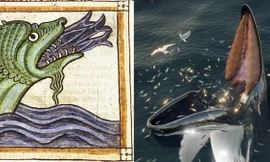 Quái vật biển đáng sợ 'hafgufa' trong các bản thảo Bắc Âu thời trung cổ thực chất là cá voi 