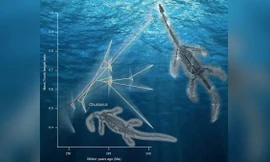 Giải mã quái vật biển cổ đại mọc cổ dài siêu nhanh 