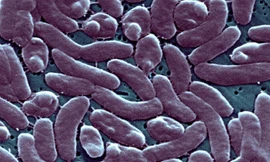 CDC Mỹ cảnh báo sức khỏe sau khi 5 người chết vì 'vi khuẩn ăn thịt người'