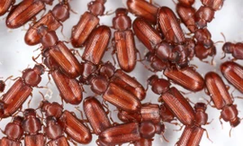 Bọ cánh cứng uống nước bằng... mông 