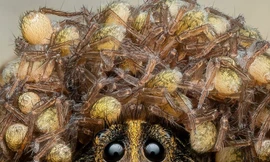 Độc đáo nhện sói mẹ đội vương miện do nhện con bện 