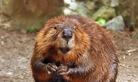 Hương vani tự nhiên bắt nguồn từ… mông hải ly? 